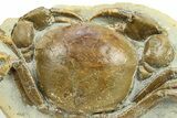 Miocene Fossil Crab (Tumidocarcinus) - New Zealand #302201-2